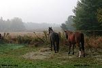IMG_2506.jpg